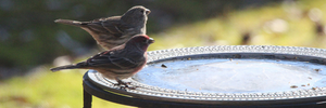 Mindful Everyday Moment: #77 when the neighborhood goes to the birds