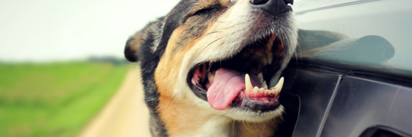 Mindful Everyday Moment: #88 A Dog With Its Head Out The Car Window